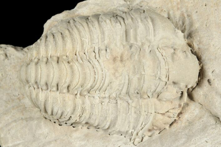 Calymene Celebra Trilobite - Ohio #188825